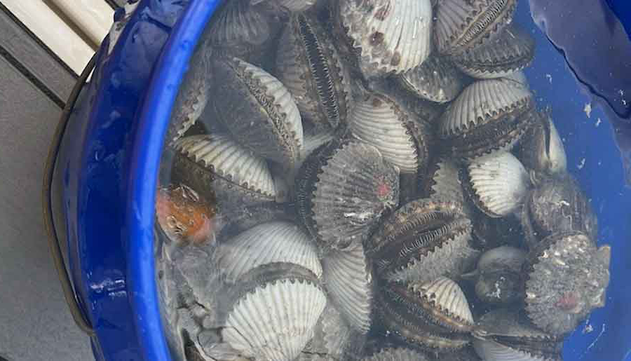 Scalloping2